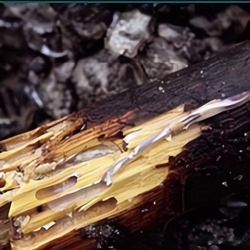 |以前人人喊打的害虫,如今成为吃货最爱,200元1斤抢着吃?