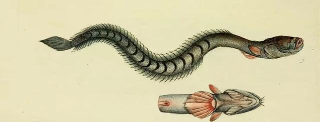 饵料|南水北调成为入侵鱼类的高速公路?是杞人忧天?还是自然现象?