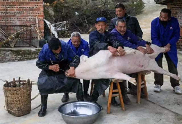 猪肉|现在的猪肉吃着不香了?口味变了还是猪肉变了,听养殖户怎么说!