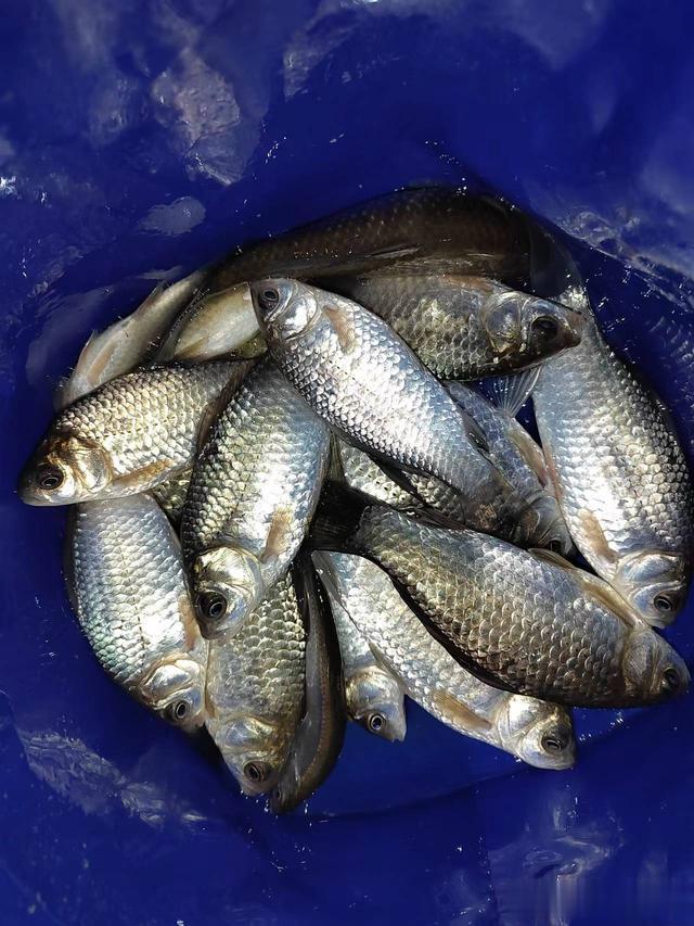 鲫鱼|钓鱼日记——2023年3月21日（出水口夜钓）