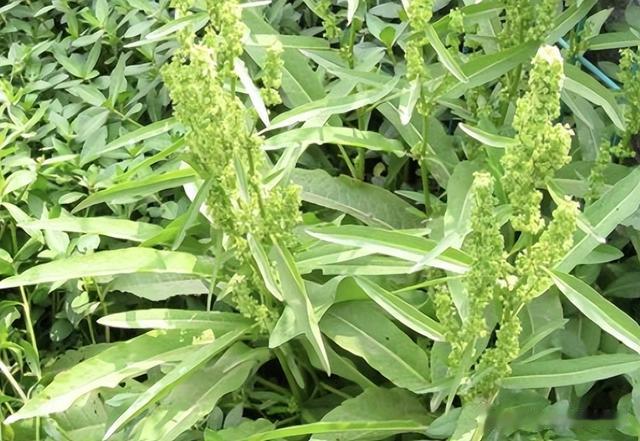 牛都不吃的农村野草，为何古人视若珍宝，还称呼它为“金不换”？