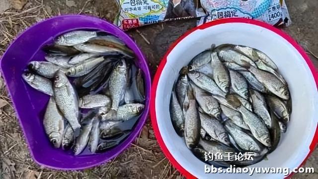 饵料|钓鱼王新款饵料“红虫”搭配今晚吃鱼，爽钓小鲫鱼