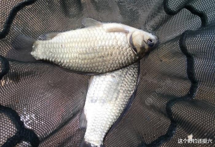 鲫鱼|子线用粗了真的没口吗？夏季钓鲫鱼你会用多粗的子线？宁细勿粗？