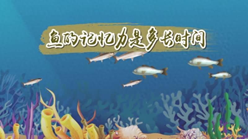 鱼的记忆力仅有7秒？不要被人带偏了，这和我们钓鱼息息相关