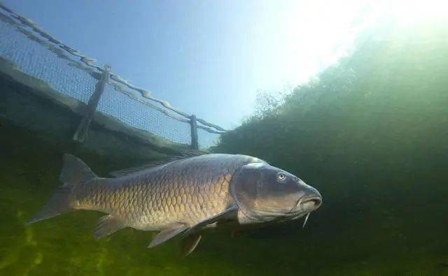 |钓鱼高手为什么不去老钓位？原因有4点，看完你还去吗？