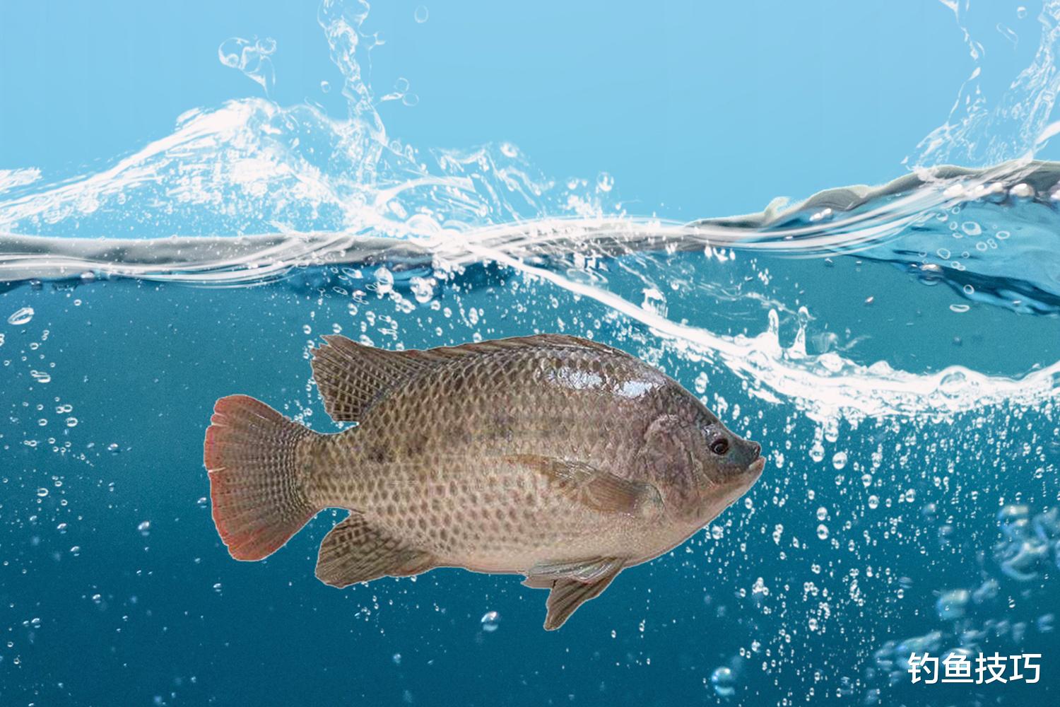 原神|5月正是罗非鱼开口的黄金期,5月钓罗非鱼的4个小秘诀