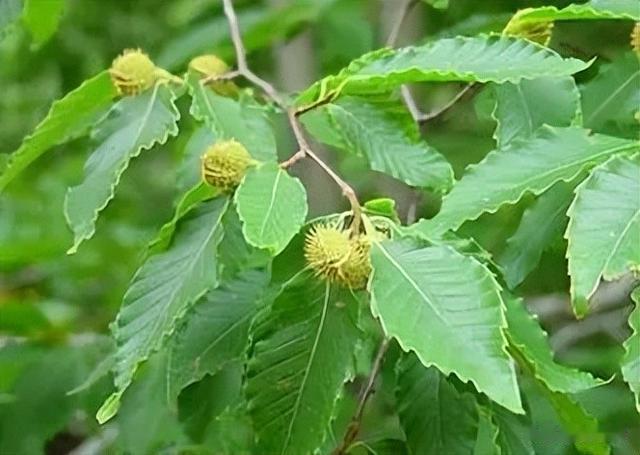 闺蜜|曾经是人们的主食,一棵结果数百斤,如今为何掉一地没人要?