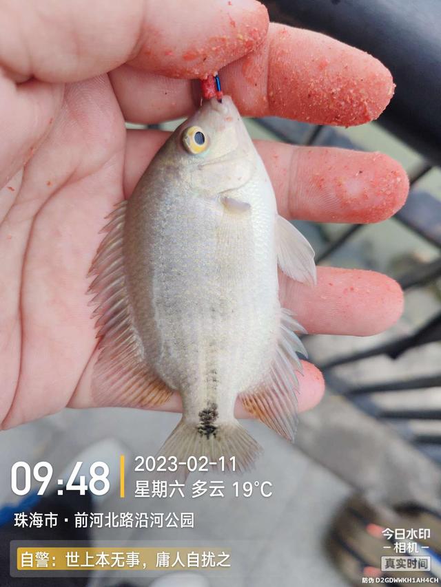 |浪急风高，大鱼偶得，罗非应接不暇