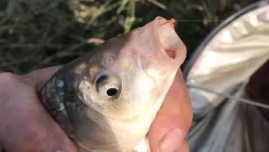 老钓位鱼只吃窝料不咬钩？不重视这两点，有鱼没口只能怪自己！