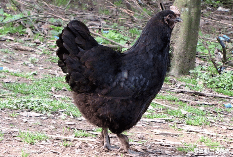 食材|小寒将至，老传统要吃“3红3黑”，寓意温暖又强壮，平安度过数九寒天！