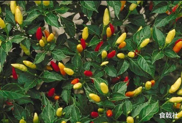 辣椒素|世上最辣的辣椒!辣度是朝天椒的50倍,只有5个人吃过