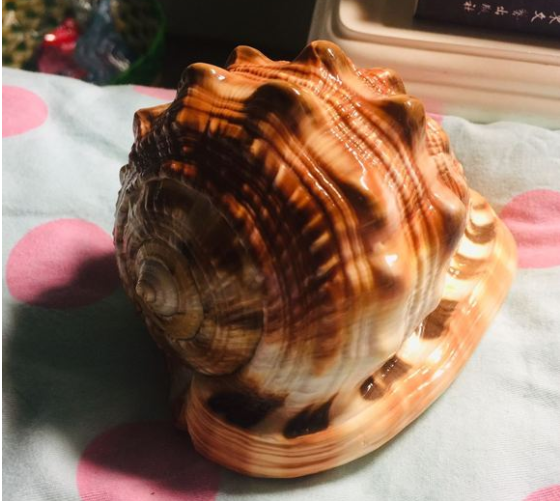 翡翠|盘海螺包浆过后也是绝绝子！