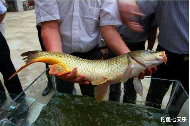 鲫鱼|网友求助:这是不是黄河鲤鱼?钓鱼人:看那肚皮,像是洗澡鱼
