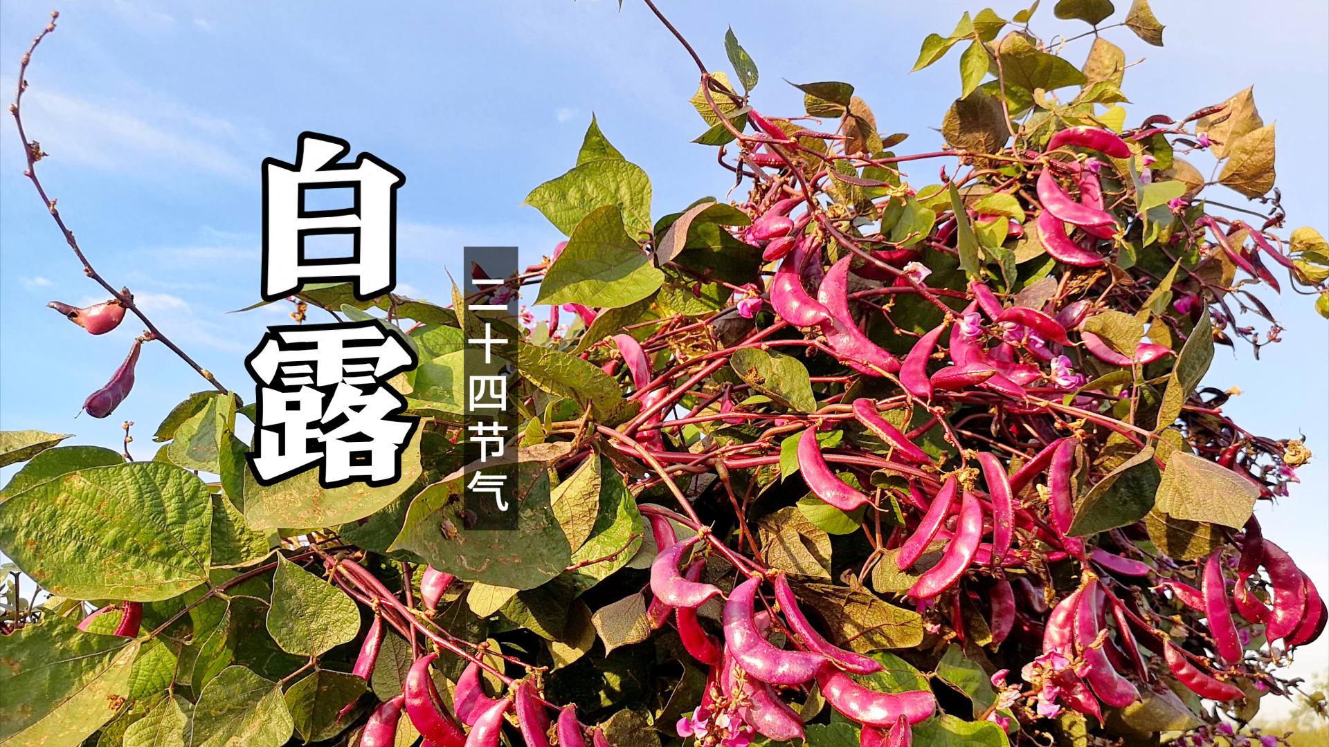 花菜|“白露见一鲜，一年病不沾”！9月8日白露，“1鲜”指啥？别忘吃