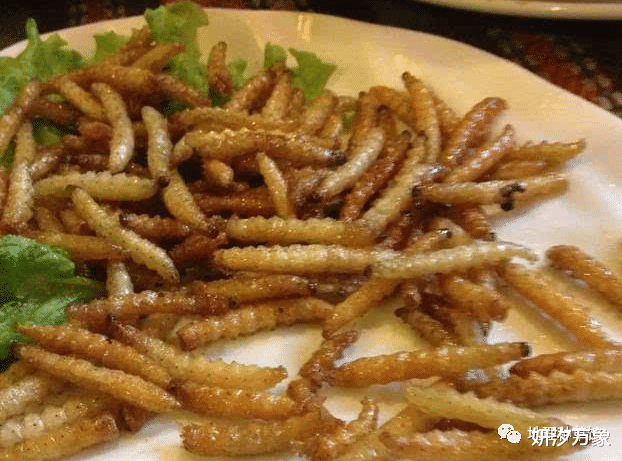 昆虫|全中国最敢吃和最会吃虫子的地方，这10种最经典，你敢吃几种？
