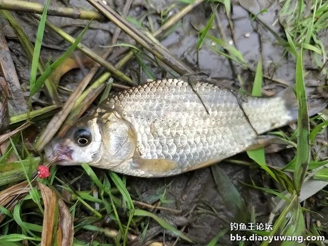 今晚吃鱼效果好，同学同钓兴致高