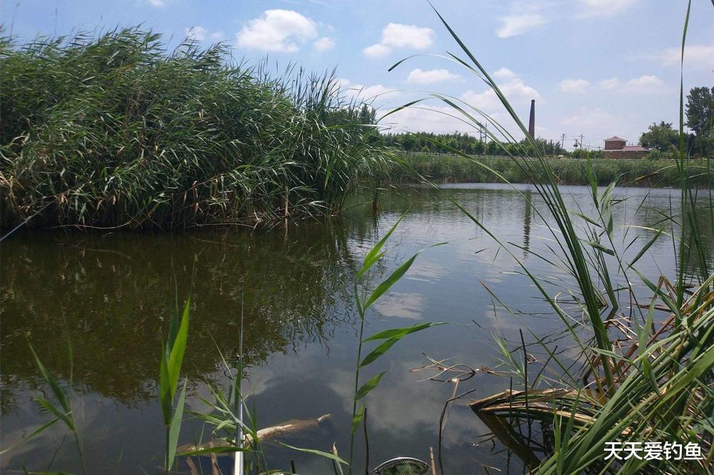 鲫鱼|夏天钓鲫鱼，4个技巧之“最”，天热也能连竿大板鲫