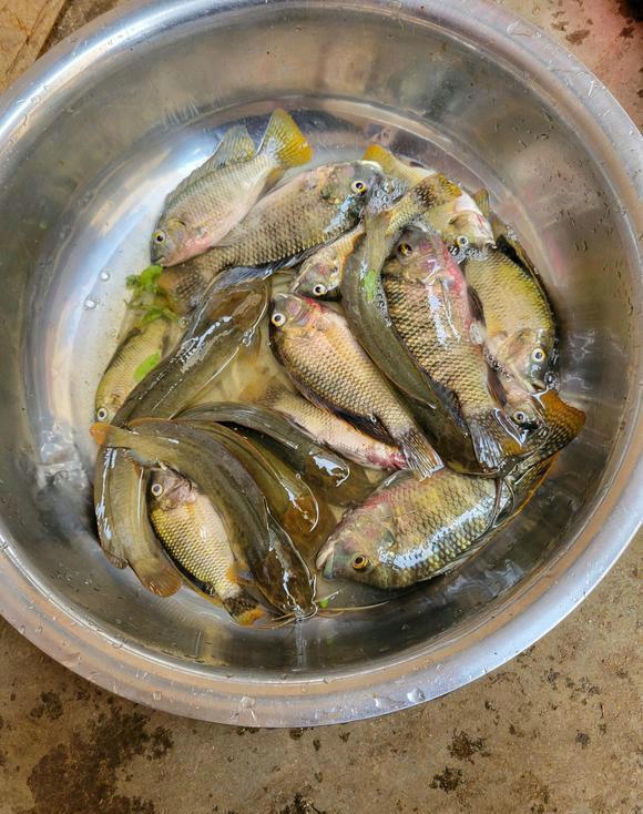 |真钓鱼人?广东男子河边钓鱼走红,身边都是鱼群,却向远处抛竿