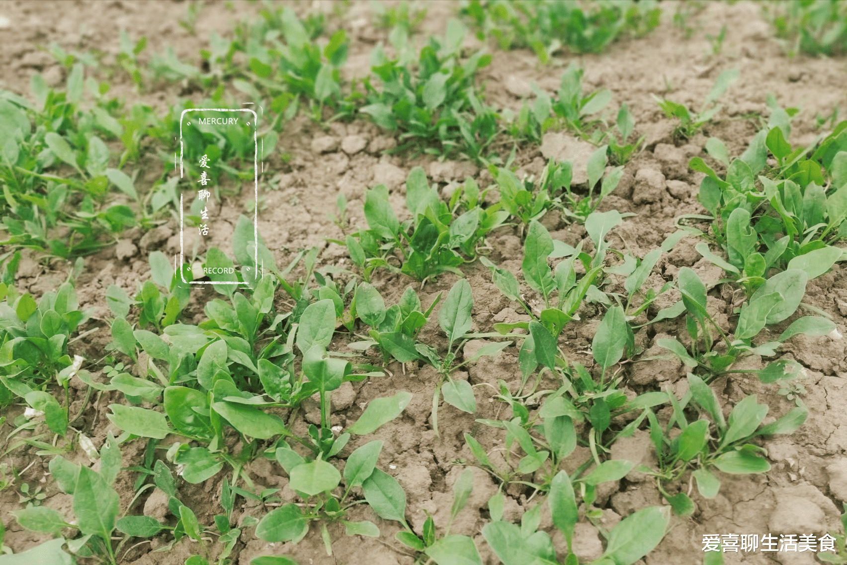 牛腩|十月,这菜刚出土,刚上市,很不起眼,但鲜嫩营养高,我也是才知道!