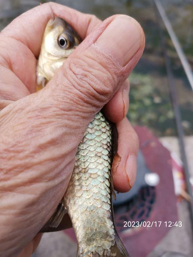 饵料|【钓鱼之家虾粉】放开70天第一钓，虾粉助我过足了瘾！