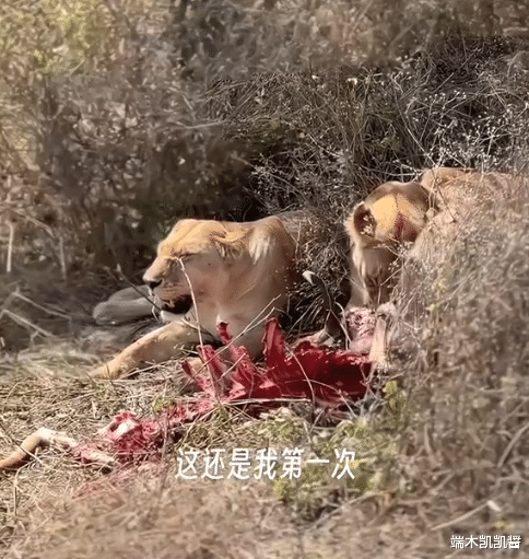崇洋媚外!张蕾频繁宣扬国外文化,带儿子去野外看老虎,引发争议