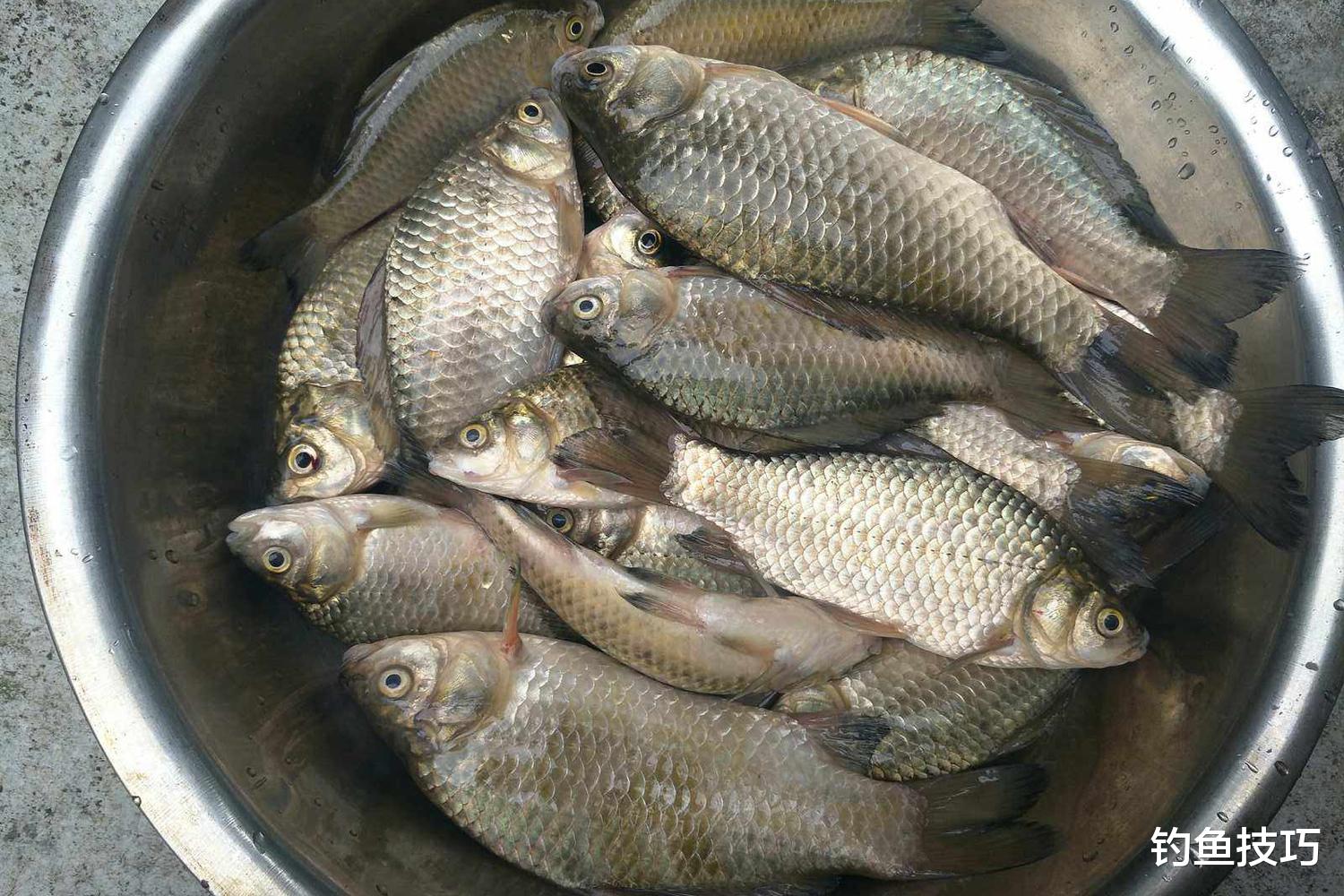 如何判断大鲫鱼进窝?大鲫鱼进窝的4种信号