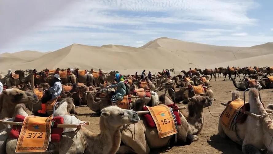 芽庄|甘肃敦煌“堵骆驼”，五一旅游热潮再次引爆！