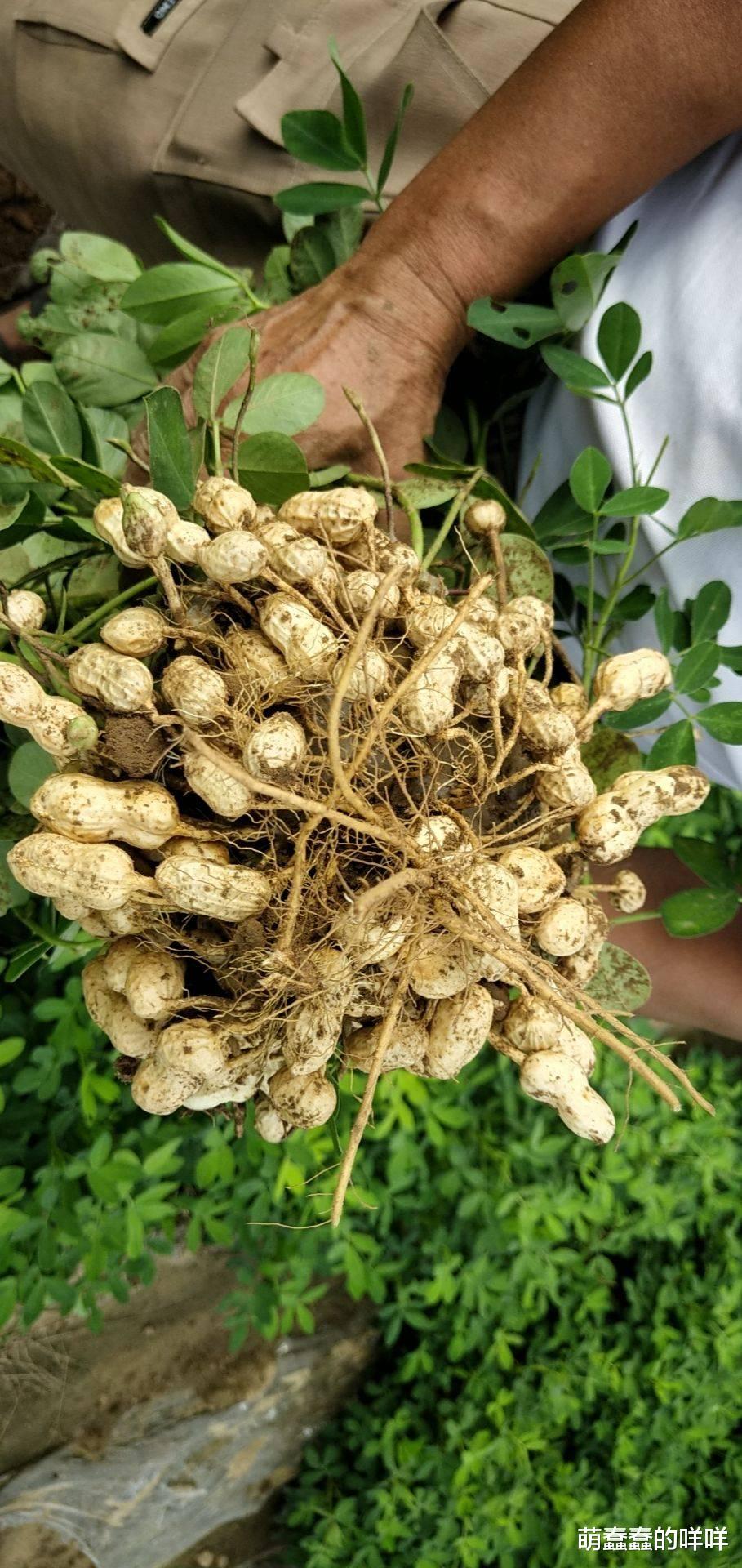 越南|入冬之后，建议常吃这菜，祛湿润燥“两手抓”，护心护眼又补脑