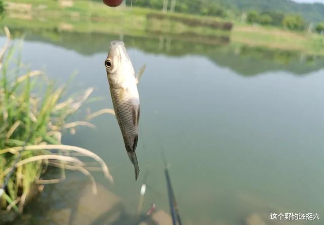 鲫鱼|新手如何调漂？会调但钓不好？明白3个实际问题比调漂本身重要！