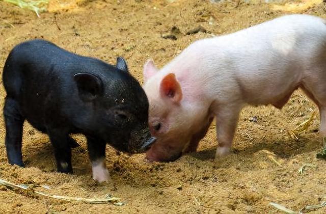 猪肉|现在的猪肉吃着不香了?口味变了还是猪肉变了,听养殖户怎么说!