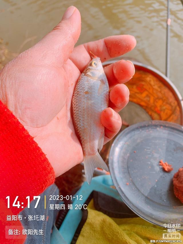 |新年第四钓,借势有成效