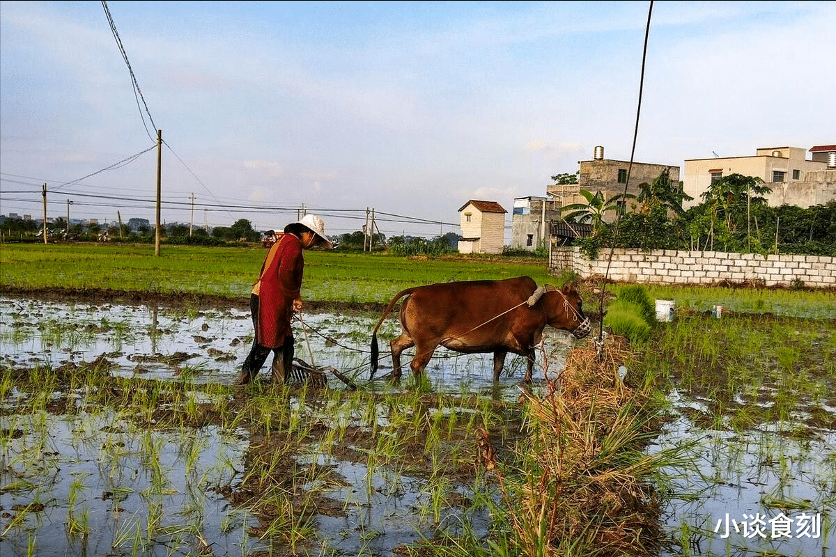 |2024青龙年,老话“青龙守财库,十牛来耕田”啥意思?年景可预兆