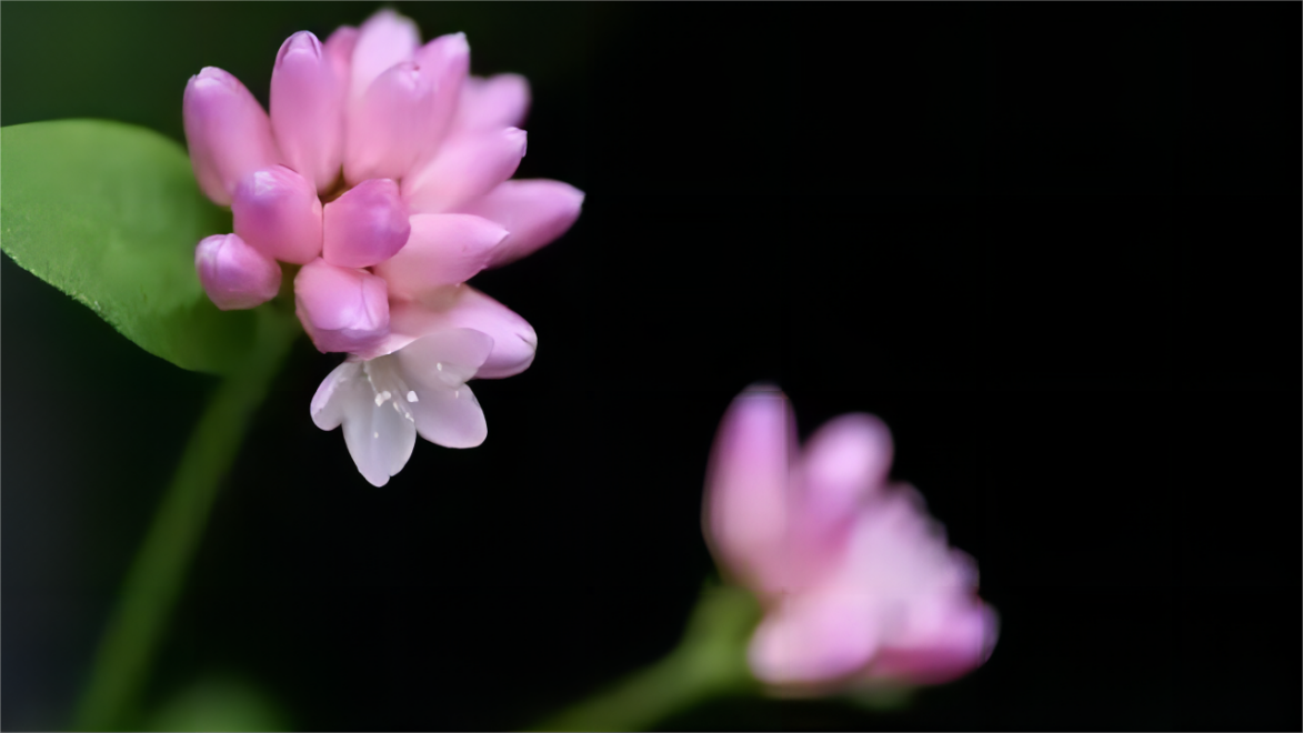 欢乐喜剧人2017|为什么春晚小品越来越难看？