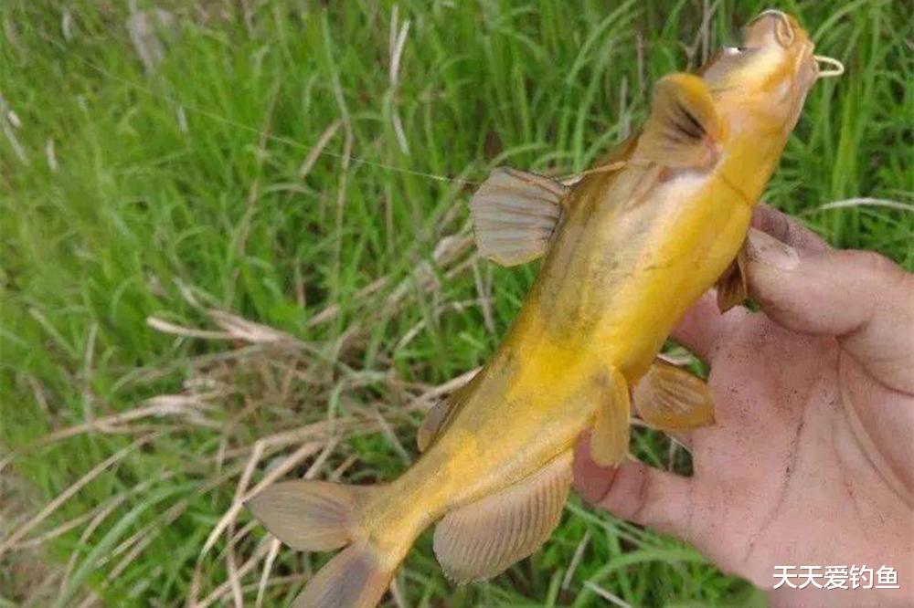 盛夏野钓,除了鲢鳙好钓,这4种鱼也好钓