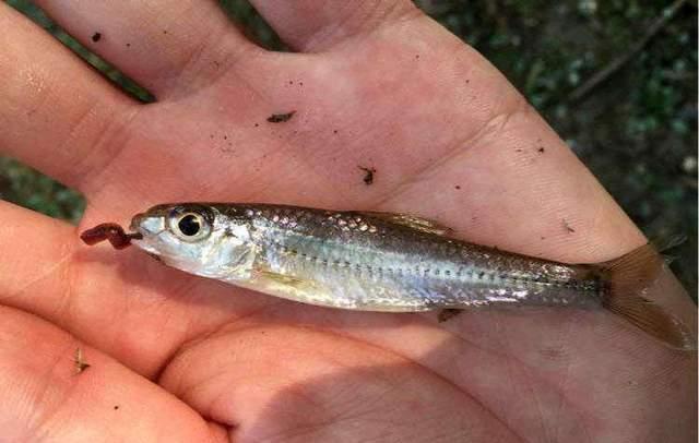 海钓|早春野钓银鮈攻略,江河湖库一定有,基本不会走空