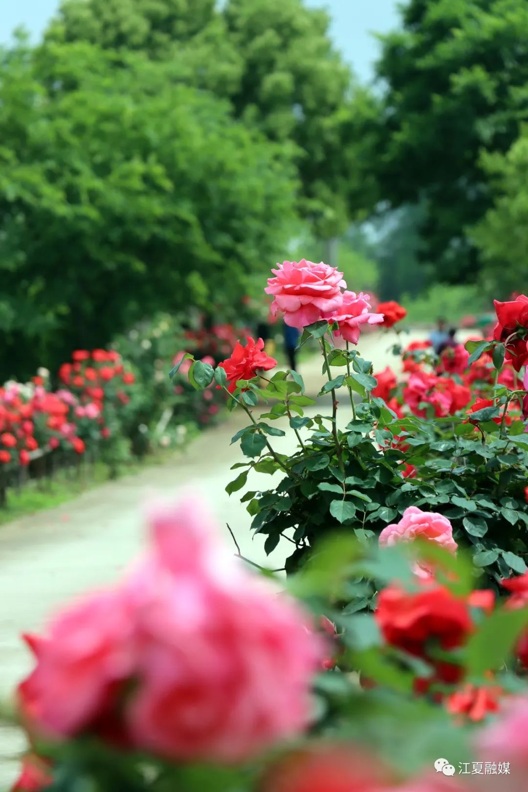 玫瑰|江夏春季赏花地图来了