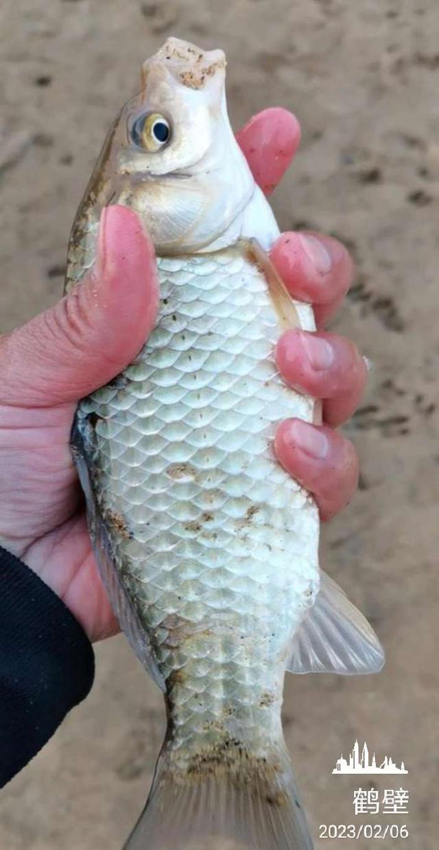 |近水楼台隔夜窝,一尾黄桑一尾鲫