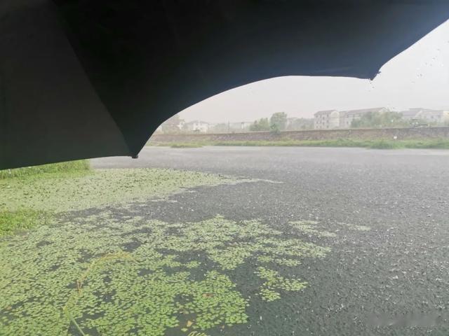 鲫鱼|天一热鲫鱼就不咬钩了?不是不咬钩,而是你错过了鱼咬钩的时间