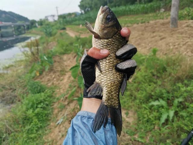 钓鱼|往水里砸石头对钓鱼影响究竟多大?说出来你可能还不信