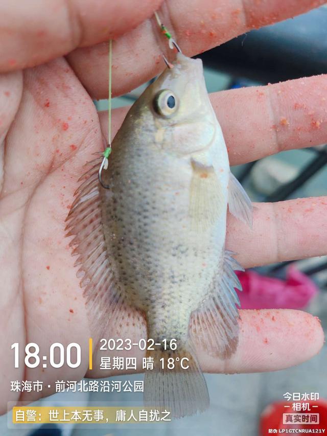 鲤鱼|给鱼尝尝肥宅快乐水，前有花河豚后有靓鲤鱼