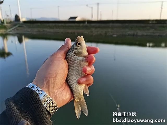 饵料|大鲫没有,尾数制胜