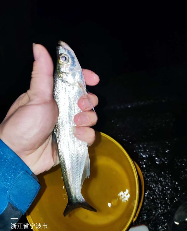 鲫鱼|夜钓偶遇女钓手,早春难钓小有收获