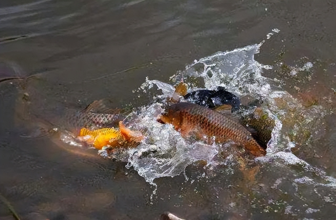 饵料|春季钓不住鱼的原因有哪些?多数原因即使高手遇到也无能为力