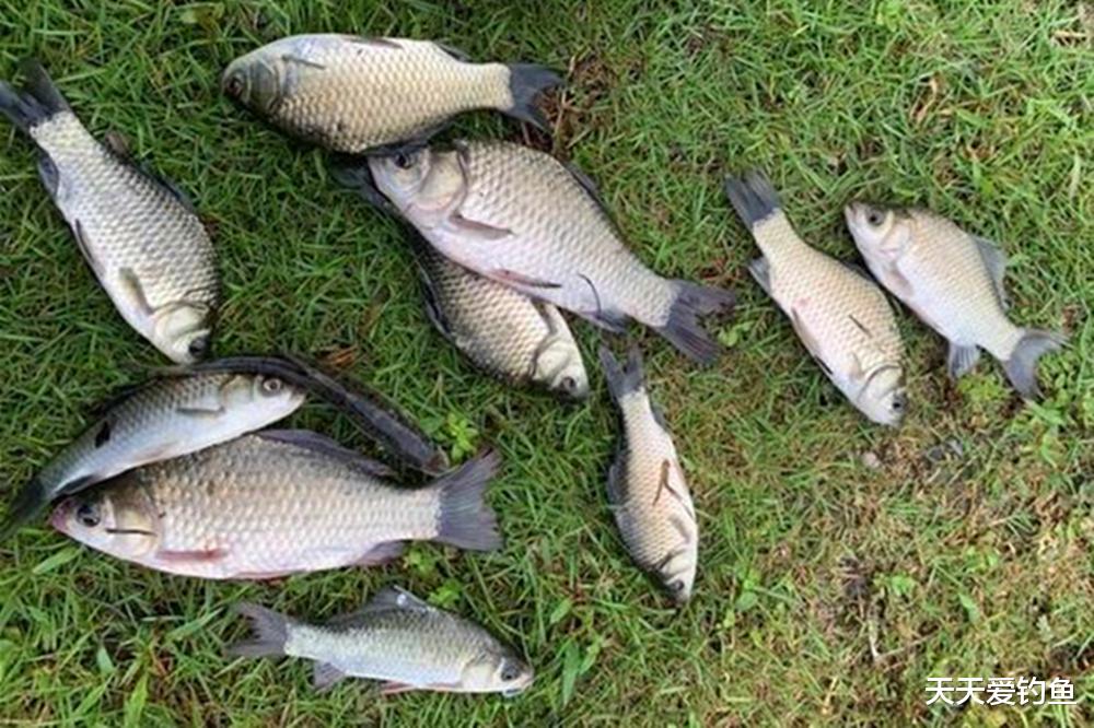 钓鱼必杀技:盒饭钓法详解,野钓大鲫鱼第一利器
