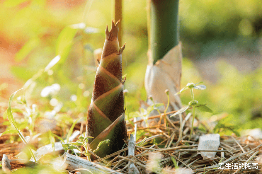 韭菜|明天雨水,记得吃雨水4宝,为迎春开好头