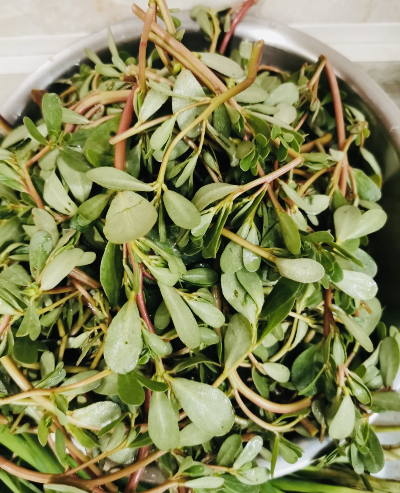 饺子|三伏天，遇到这菜别手软！剁碎包饺子，好吃又解馋，不懂吃真可惜