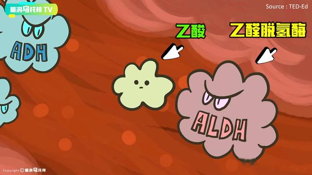 甲状腺结节|比香烟更容易上瘾，与鸦片只有一线之隔！揭秘长期饮酒后身体变化