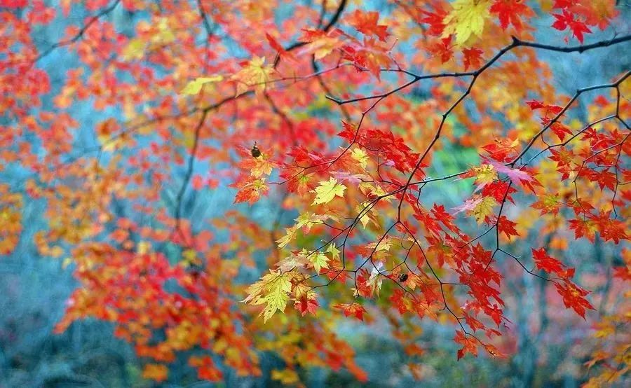 |中国八大最美赏秋旅行地，每一个都是美如图画！