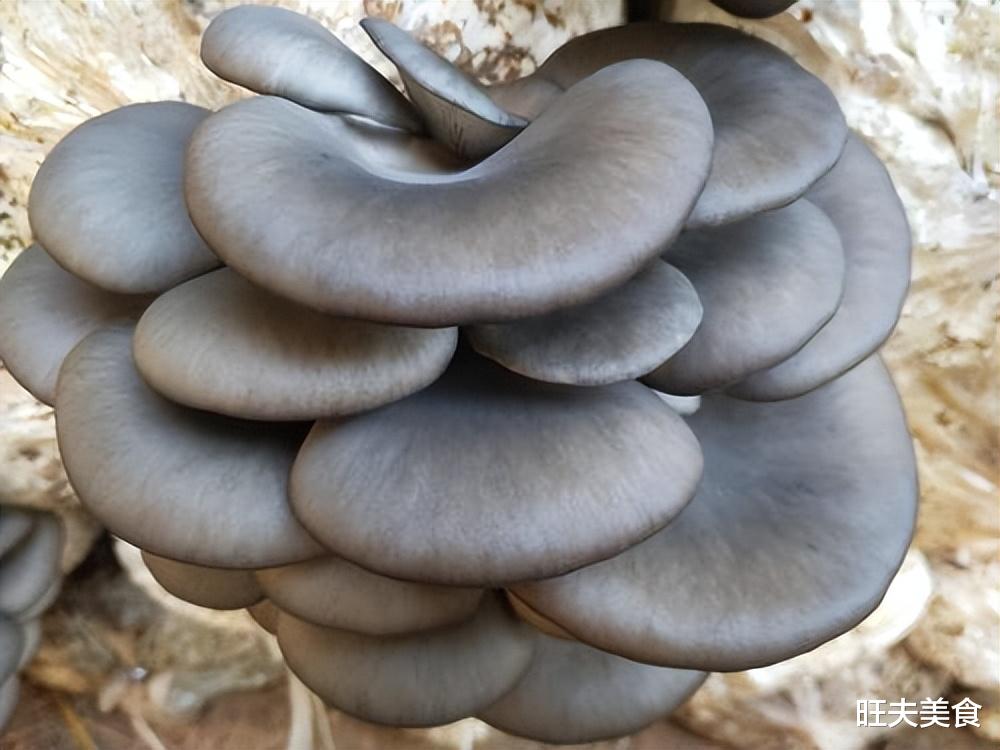 平菇|冬季进补,莲藕山药靠边站,它才是“冬补之王”,高蛋白补气血