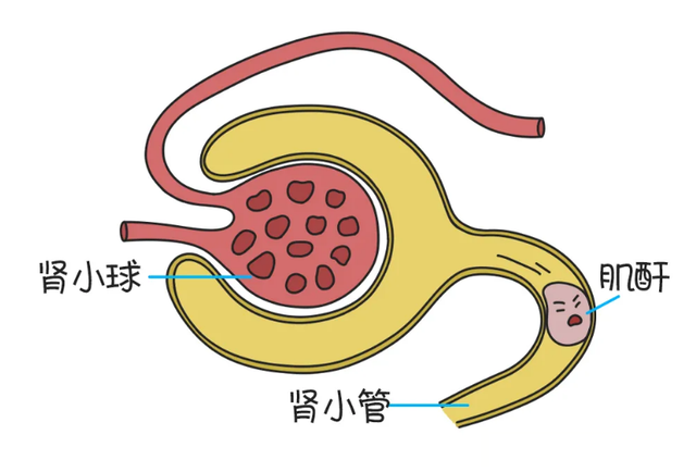 健身|当肌酐处在高限附近时,肾功能是否真的受损了?